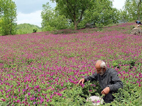 برداشت گل گاوزبان از باغ‌های گیلان آغاز شد